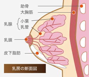 乳房の断面図